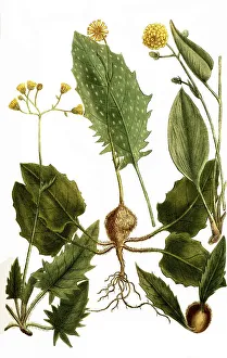 Botany, Plants, Wood-hawkweed (Hieracium) murorum