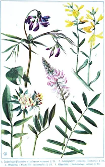 Botany, spring vetchling (Lathyrus vernus)