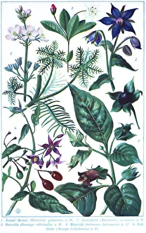 Botany, Supfprimal (Hottonia palustris)