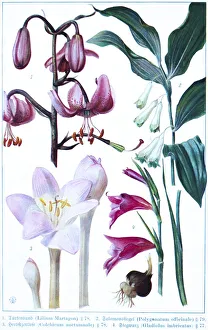 Botany, Turk's cap (Lilium Martagon)