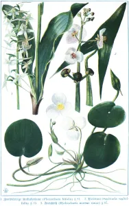 Botany, Two-leaved cuckoo flower (Platanthera bifolia)