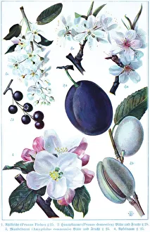 Botany, wild cherry (Prunus padus)