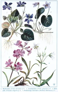 Botany, wood violet (Viola sivestris)