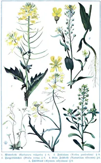 Botany, yellow rocketcress (Barbarea vulgaris)