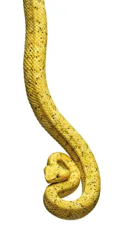 Bothriechis schlegelii, Bothriechis schlegelii
