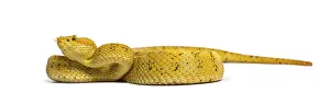 Bothriechis schlegelii, Bothriechis schlegelii