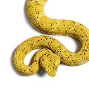 Bothriechis schlegelii, Bothriechis schlegelii