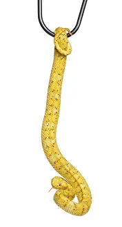 Bothriechis schlegelii, Bothriechis schlegelii