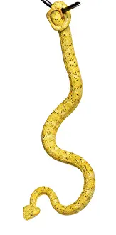 Bothriechis schlegelii, Bothriechis schlegelii