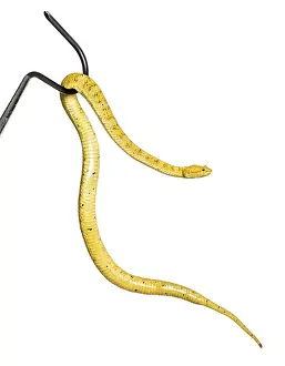 Bothriechis schlegelii, Bothriechis schlegelii