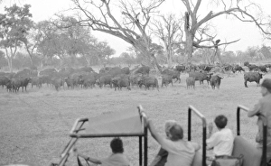 Botswana: On safari in the Okavango Delta watching a herd of buffalo