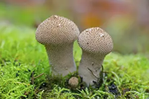 Bottle bovist (Lycoperdon perlatum) in forest in autumn
