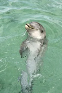Bottle-nosed Dolphin (Tursiops truncatus)