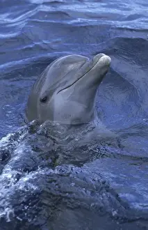Bottle-nosed Dolphin (Tursiops truncatus)