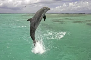 Bottle-nosed Dolphin (Tursiops truncatus)