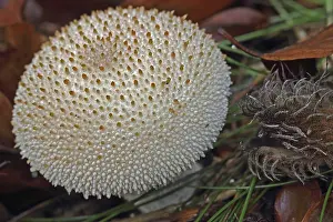 Bottle russula (Lycoperdon perlatum)