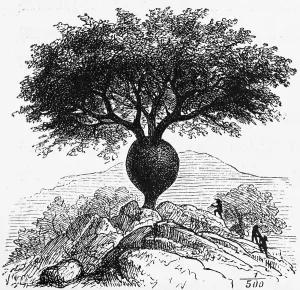 Bottle tree (Asimina triloba) in rocky landscape, branches, foliage, visitors, travelling, historical illustration 1888
