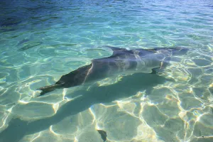 A bottlenose dolphin, Binomial name Tursiops Truncatus