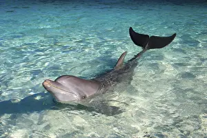 A bottlenose dolphin, Binomial name Tursiops Truncatus