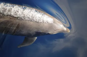 Bottlenose dolphin, bottlenose dolphins