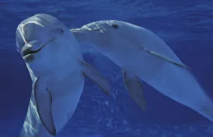 Bottlenose dolphin, Bottlenose dolphins (tursiops truncatus)
