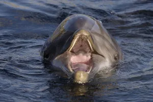 Bottlenose Dolphin (Tursiops truncatus)