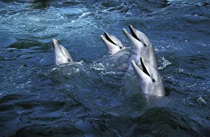 Bottlenose Dolphin (tursiops truncatus)