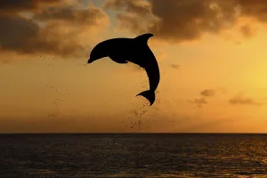 Bottlenose Dolphin (Tursiops truncatus)