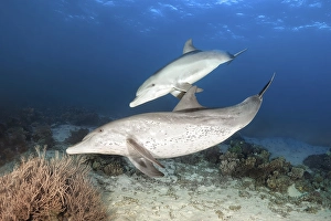 Two bottlenose dolphin (Tursiops truncatus)