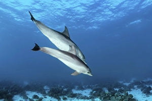 Two bottlenose dolphin (Tursiops truncatus)