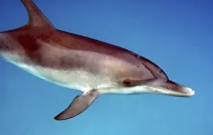 Bottlenose dolphin (Tursiops truncatus)