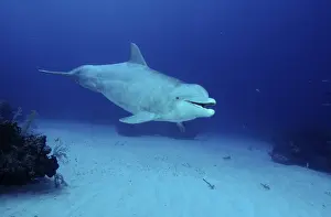 Bottlenose Dolphin (Tursiops truncatus)