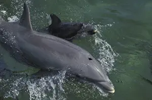 Bottlenose Dolphin (tursiops truncatus)