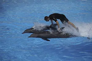 Bottlenose dolphin (Tursiops truncatus) Show