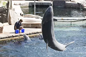 Bottlenose dolphin (Tursiops truncatus)