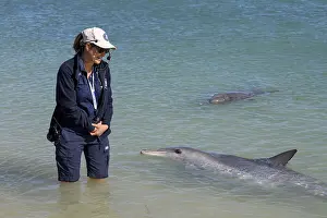 Bottlenose dolphin (Tursiops truncatus) at a dolphin feeding