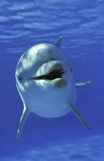 BOTTLENOSE DOLPHIN (tursiops truncatus), HONDURAS