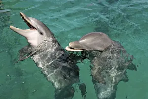 Bottlenose Dolphin (Tursiops truncatus) with young