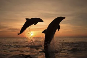 Bottlenose Dolphins (Tursiops truncatus)