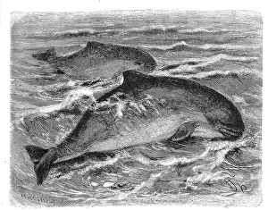Bottlenose dolphins (Tursiops truncatus)