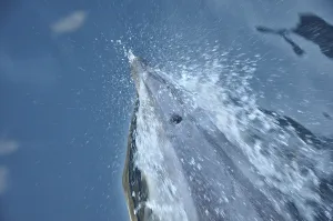 Bottlenose dolphins, Tursiops truncatus