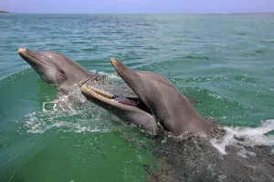 Bottlenose Dolphins (Tursiops truncatus)