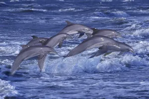 Bottlenose Dolphins (Tursiops truncatus)