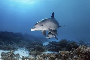Bottlenose dolphins (Tursiops truncatus)