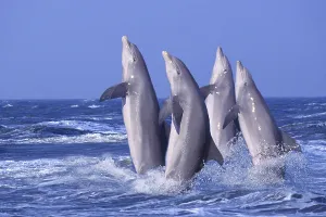 Bottlenose dolphins (Tursiops truncatus) (bottlenose dolphins) (animals) (outside) (outdoor) (movement) (motion) (adult)