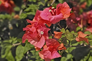 Bougainenville flowers (Bougainvillea), Bali, Indonesia, Asia