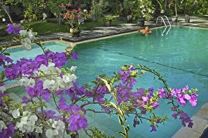 Bougainvillea (Bougainvillae), by the pool at the Ubud-Inn in Ubud, Bali, Indonesia, Asia