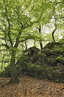 Boulder and Wiesbadener Stadtpark
