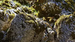 Boulders, Lichen, Moss, Detail