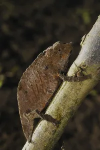 Boulenger's Pygmy Chameleon (Rhampholeon boulengeri)